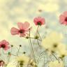 榜一大姐打赏10万无感却舍不得买包